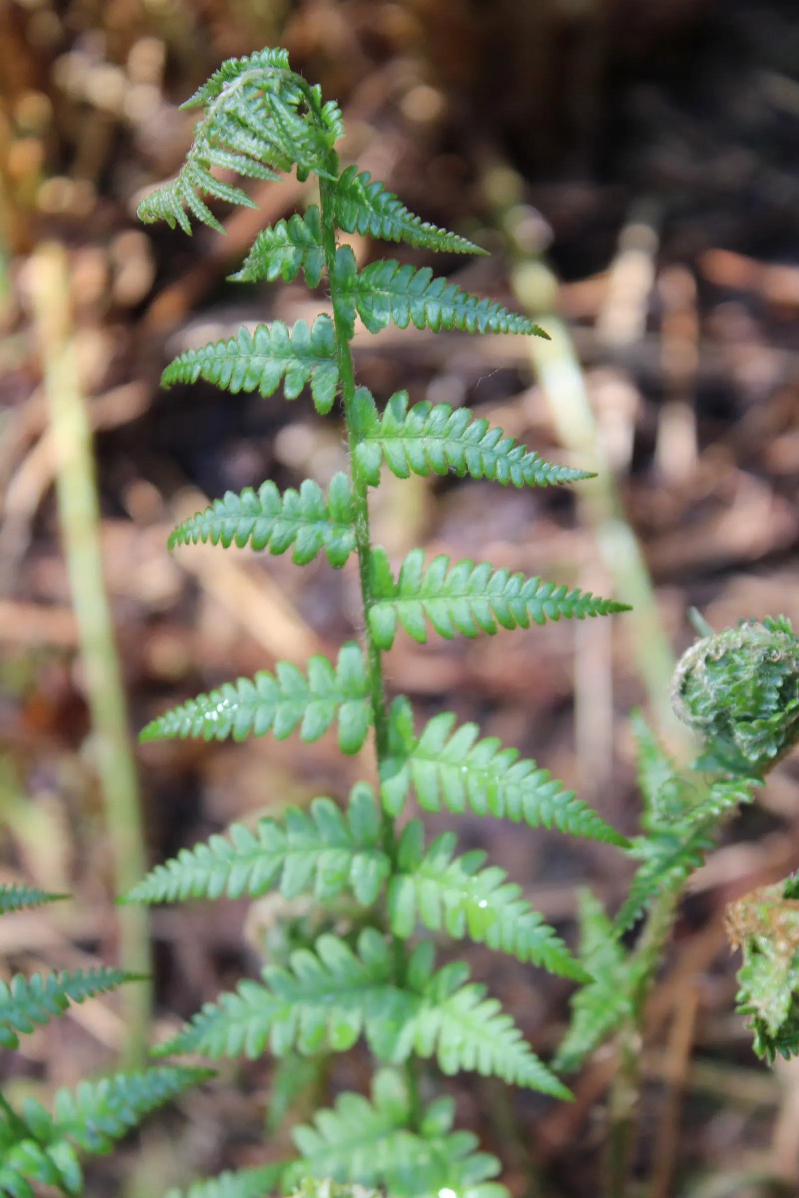Macho Fern (Nephrolepis Biserrata) — evergreen selection for both designers and homeowners seeking verdant; well-draining soil with consistent, image 52