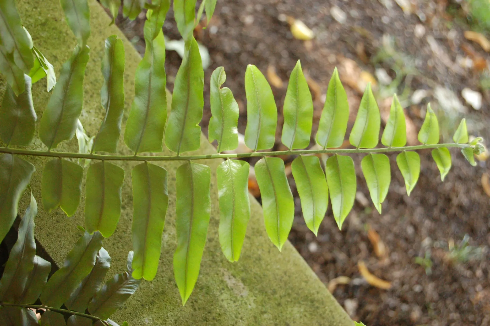 Macho Fern (Nephrolepis Biserrata) — They can also serve well in sizeable containers