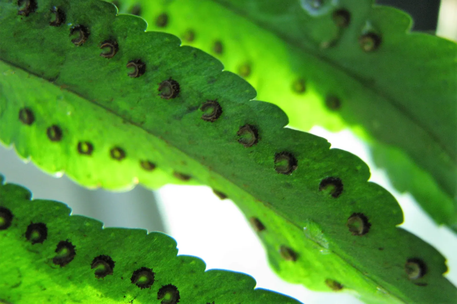 Macho Fern (Nephrolepis Biserrata) — offering a low-maintenance; this robust fern is distinguished by its long, image 97