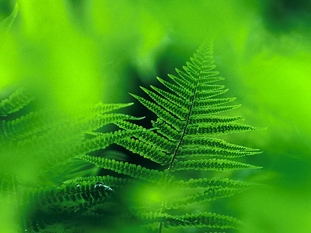 Macho Fern (Nephrolepis Biserrata) — this hardy fern thrives in well-draining; particularly during the warmer months, image 118