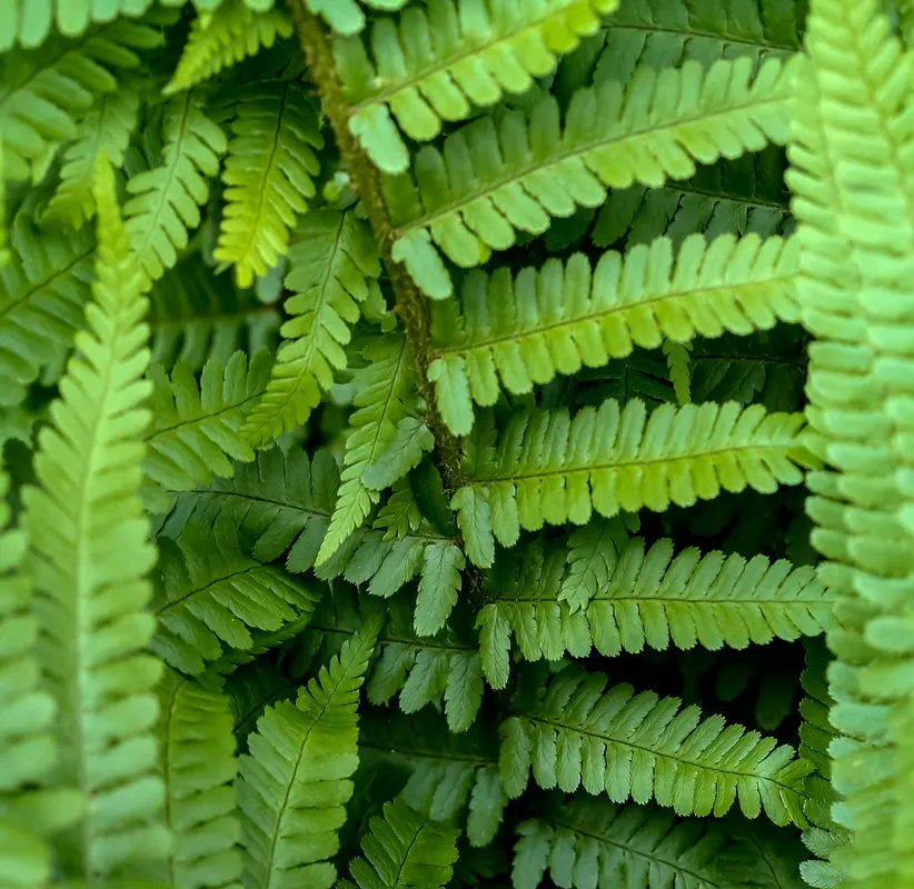 Macho Fern (Nephrolepis Biserrata) — This robust fern is distinguished by its long; recognized for its vigorous growth habit and impressive shade tolerance