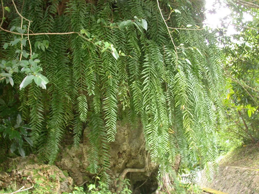 Macho Fern (Nephrolepis Biserrata) — Ideal for shaded to partially sunny areas
