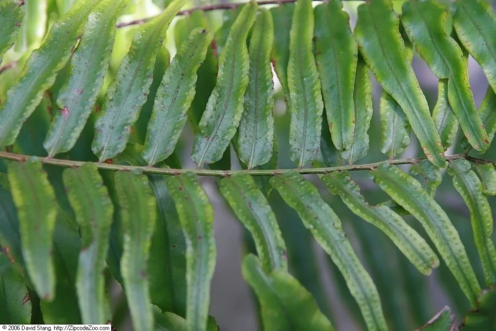 Macho Fern (Nephrolepis Biserrata) — Recognized for its vigorous growth habit and impressive shade tolerance; this hardy fern thrives in, image 106