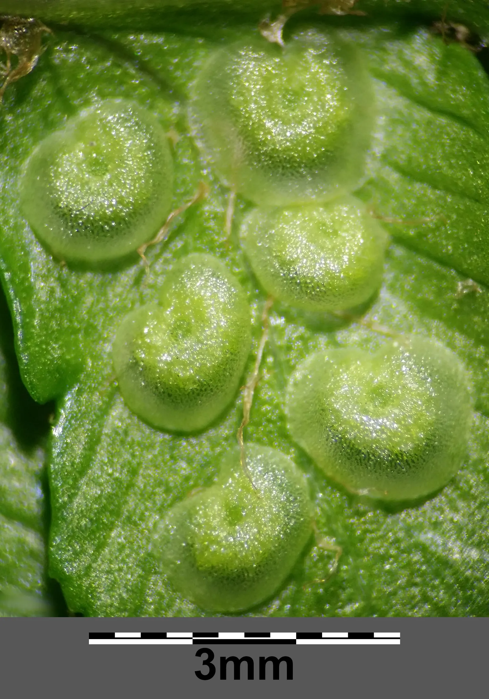 Macho Fern (Nephrolepis Biserrata) — to ensure the soil remains evenly moist but not waterlogged; the Macho Fern prospers in rich, image 111