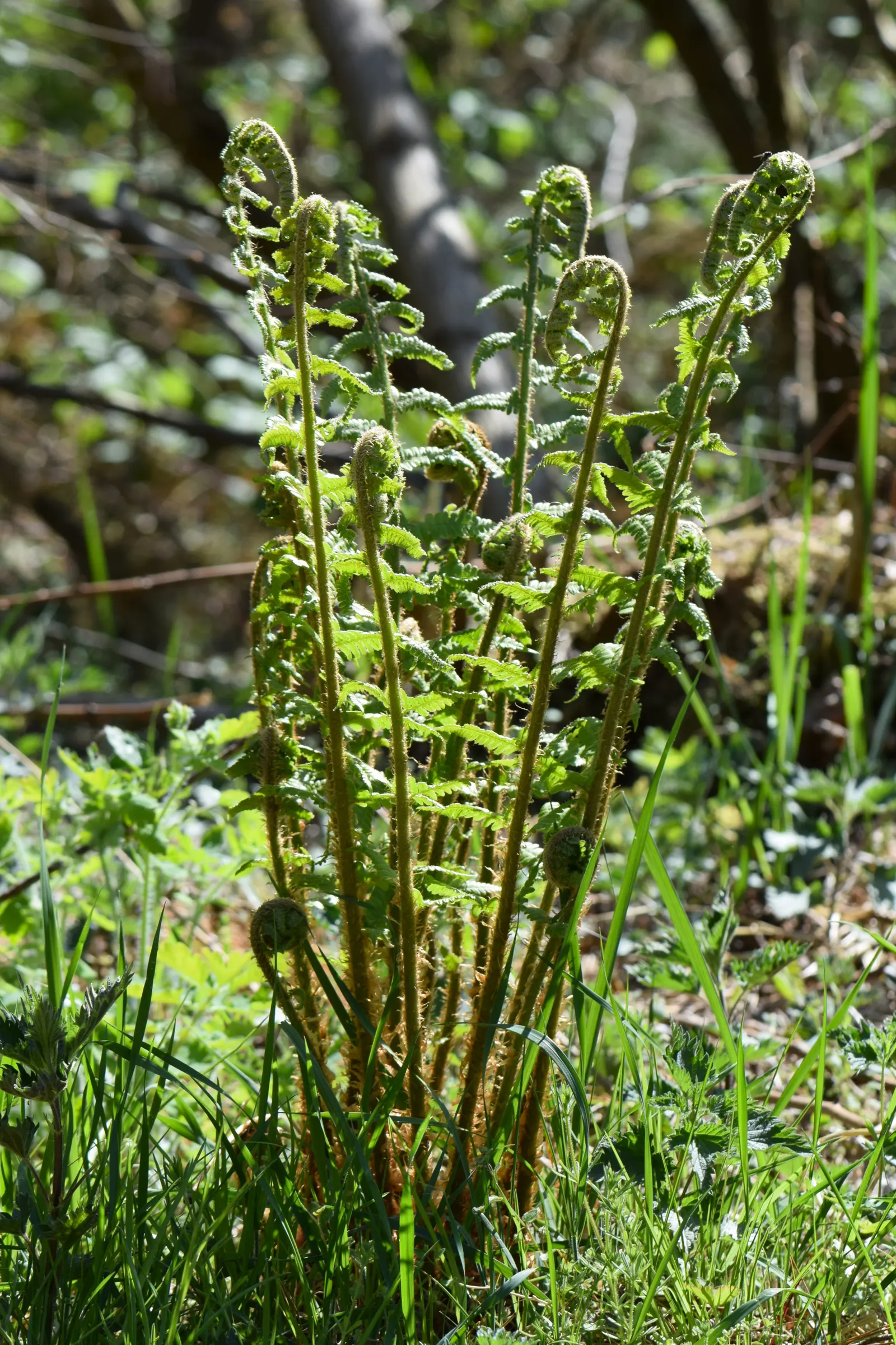 Macho Fern (Nephrolepis Biserrata) — and under optimal conditions, image 35