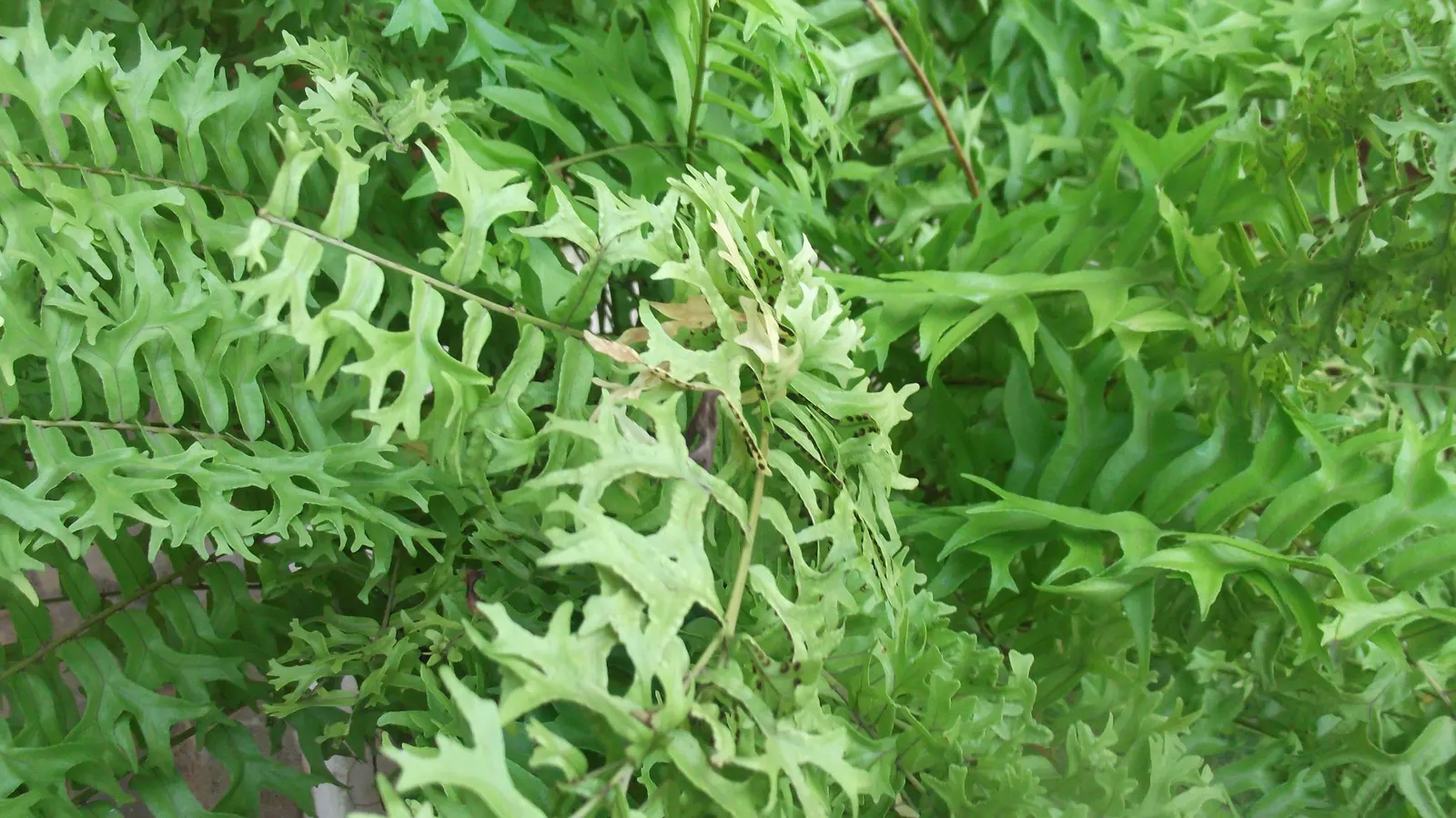 Macho Fern (Nephrolepis Biserrata) — well-draining soil with consistent moisture; it's important to establish a regular watering schedule