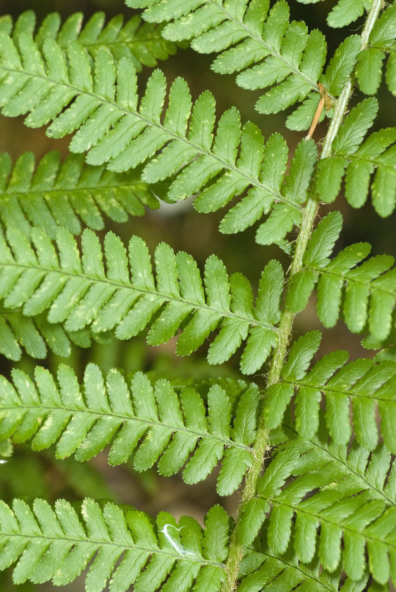 Macho Fern (Nephrolepis Biserrata) — particularly during the warmer months; tropical perennial that emanates a bold and verdant presence in any landscape design