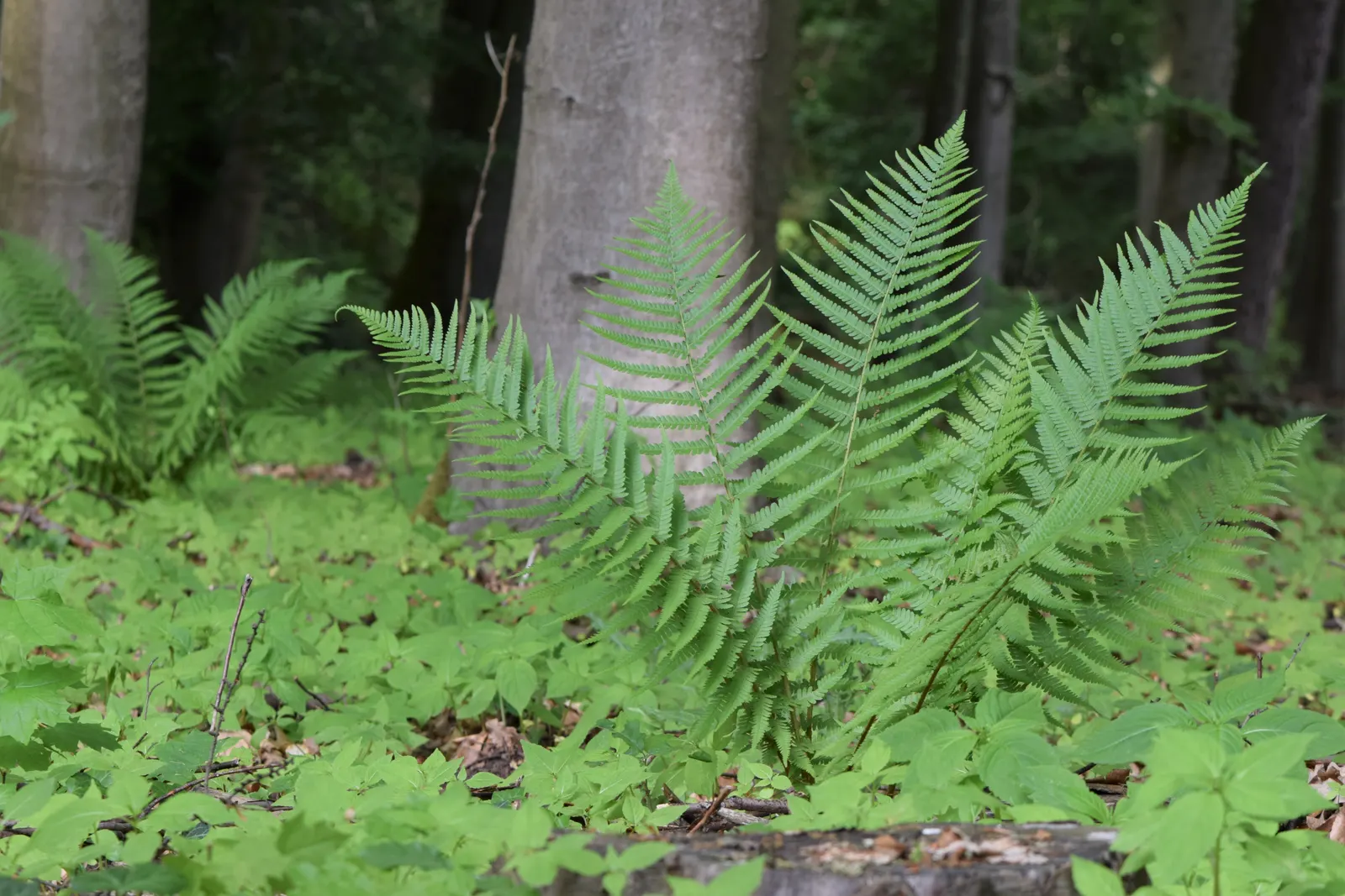 Macho Fern (Nephrolepis Biserrata) — the Macho Fern prospers in rich; arching fronds which can grow to an impressive size