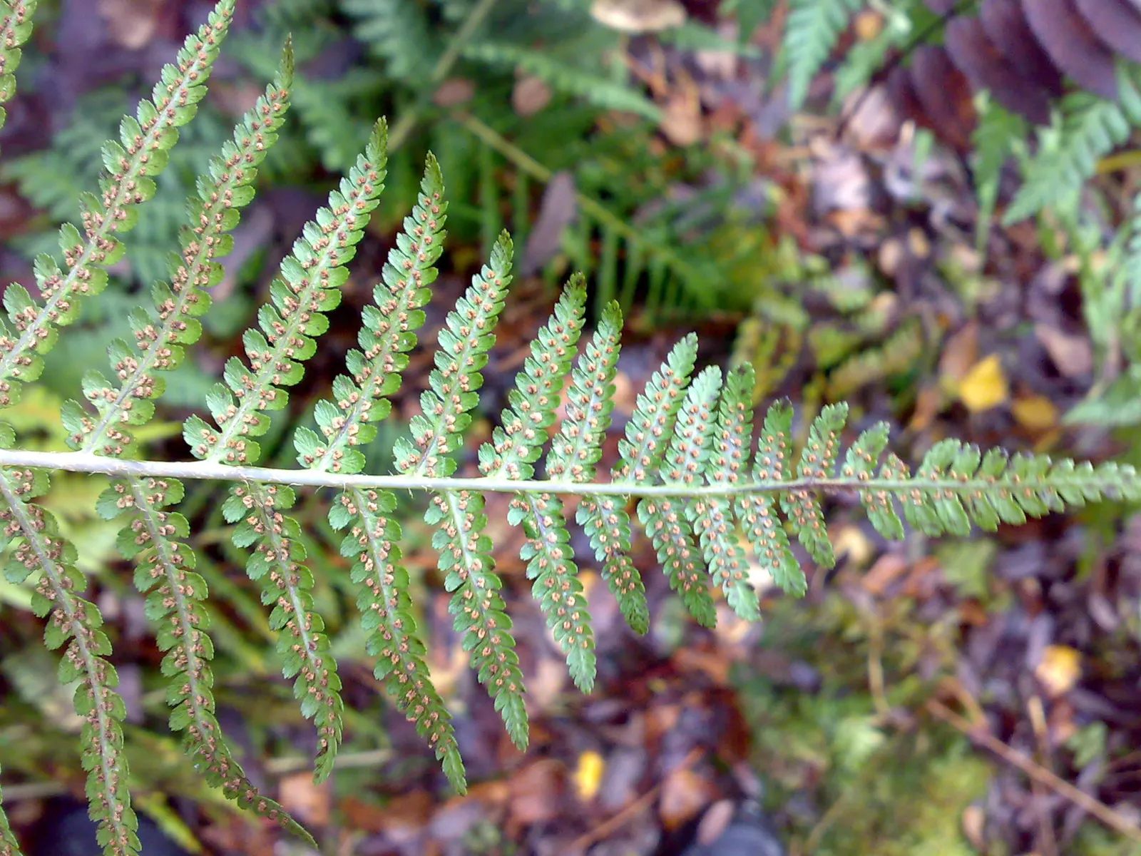 Macho Fern (Nephrolepis Biserrata) — This robust fern is distinguished by its long; recognized for its vigorous growth habit and impressive shade, image 78