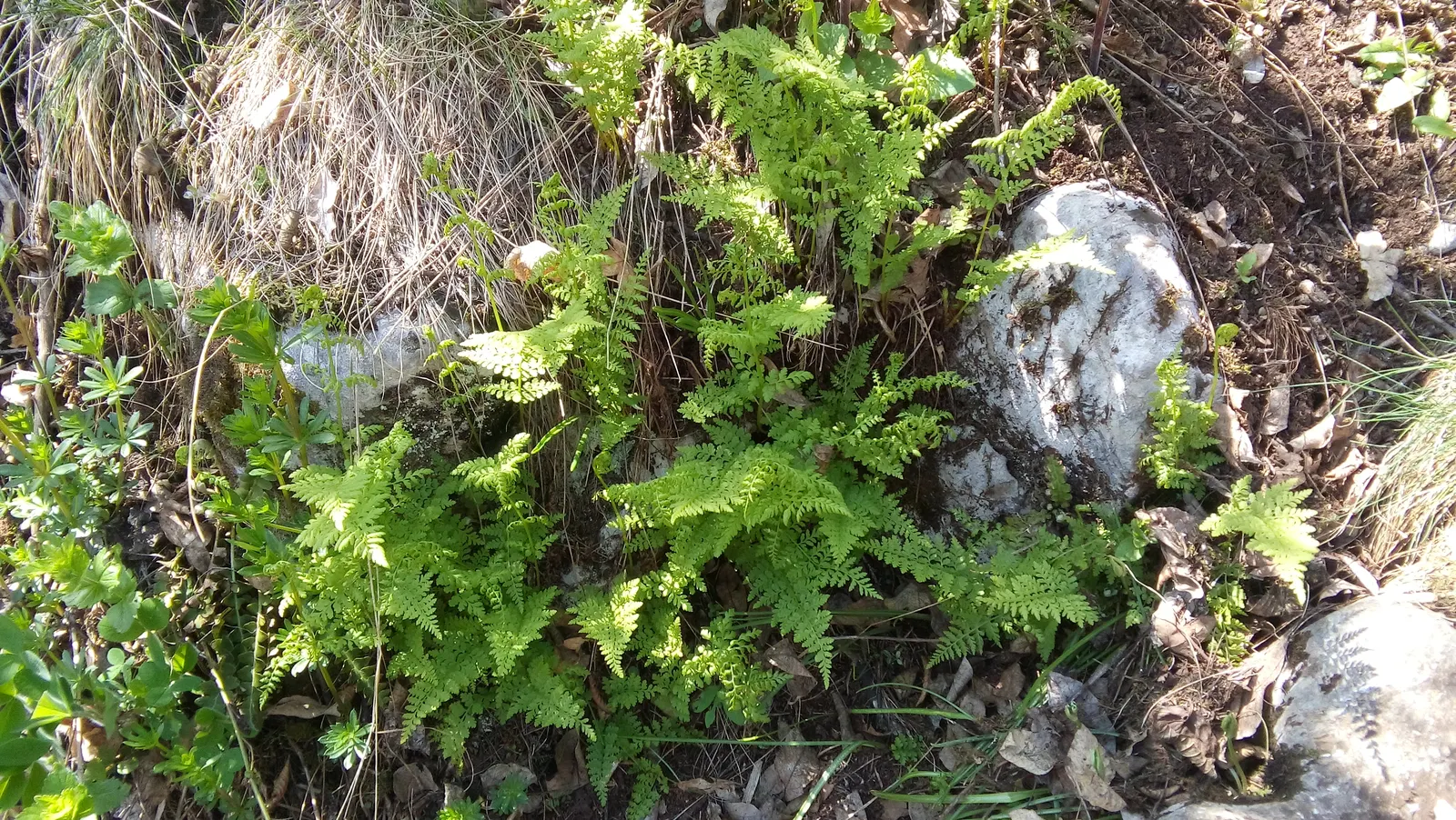 Macho Fern (Nephrolepis Biserrata) — they can even extend up to an astounding 6 feet; to ensure the soil remains evenly moist but not waterlogged, image 105