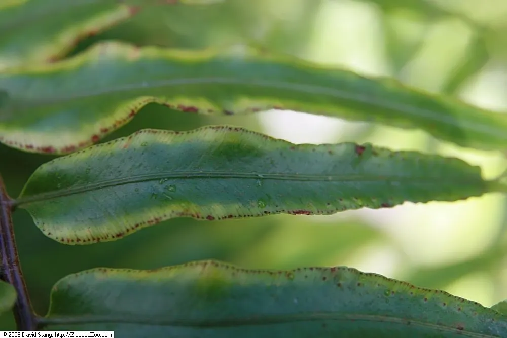 Macho Fern (Nephrolepis Biserrata) — It's important to establish a regular watering schedule; tropical greenery stretching up to 4 feet long and 6, image 86