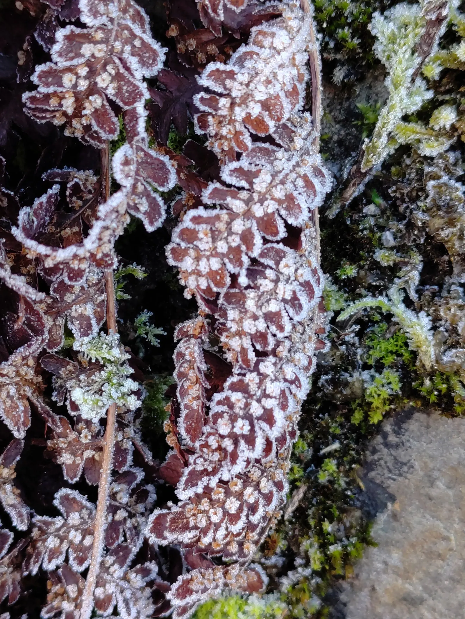Macho Fern (Nephrolepis Biserrata) — to ensure the soil remains evenly moist but not waterlogged; the Macho Fern prospers in rich, image 65