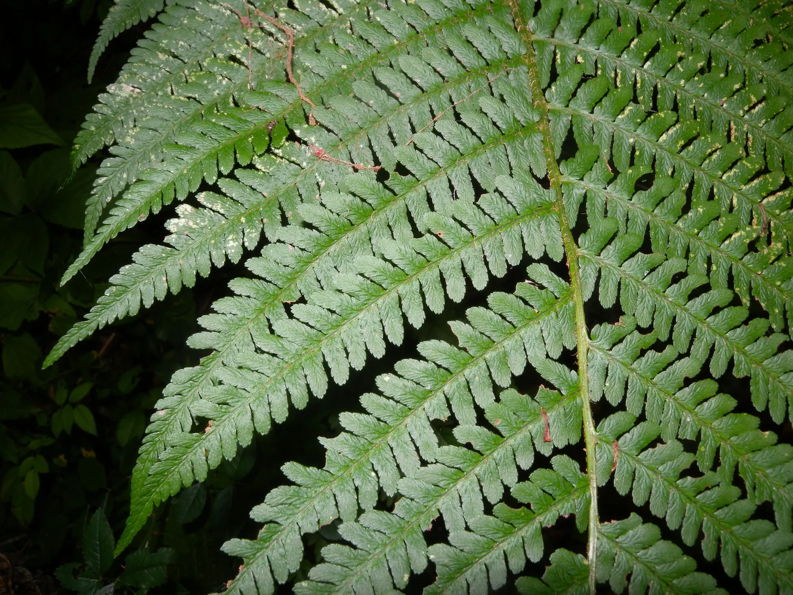 Macho Fern (Nephrolepis Biserrata) — Its impressive size makes it perfect for ground cover or as a statement potted plant; ideal for shaded to, image 50