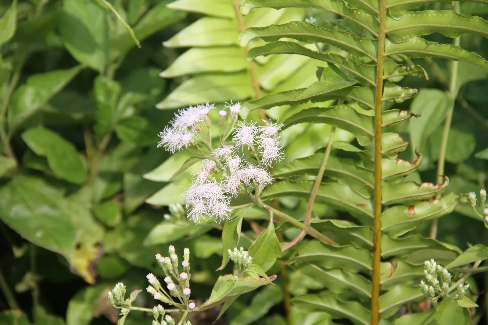 Macho Fern (Nephrolepis Biserrata) — Ideal for shaded to partially sunny areas; with individual fronds commonly reaching 3 to 4 feet in length