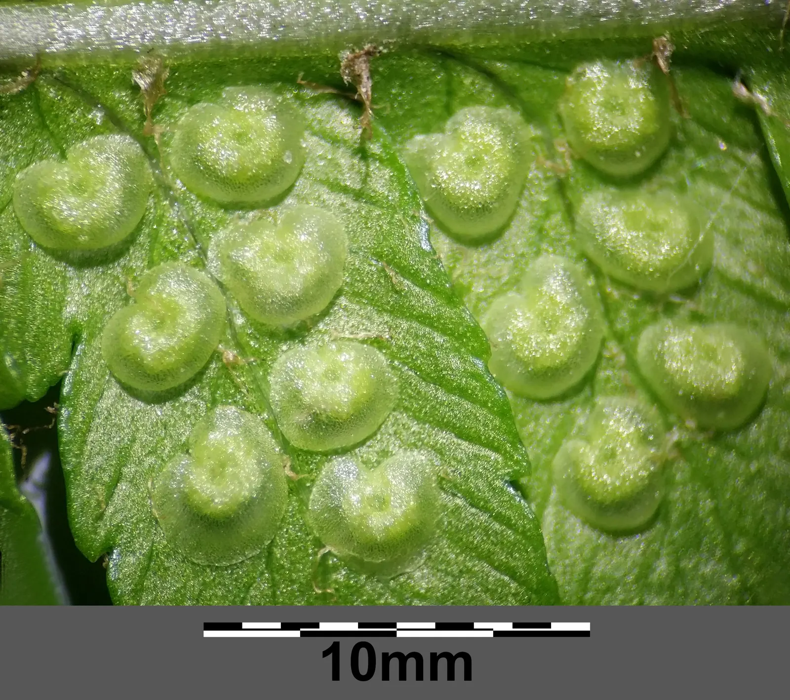 Macho Fern (Nephrolepis Biserrata) — Due to their spreading nature, give them ample room to grow; dynamic addition to their garden that offers both, image 89