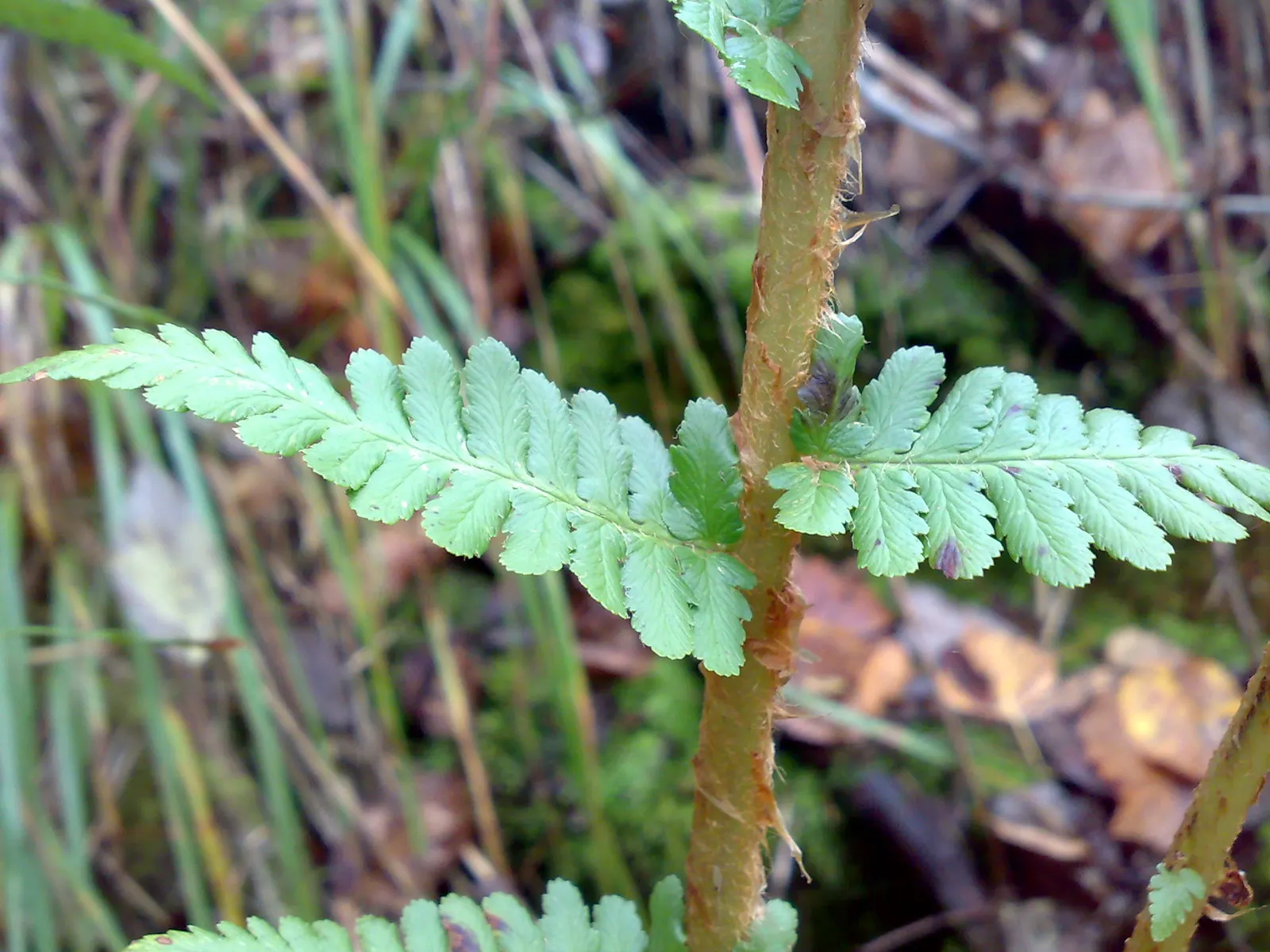 Macho Fern (Nephrolepis Biserrata) — offering a low-maintenance; this robust fern is distinguished by its long
