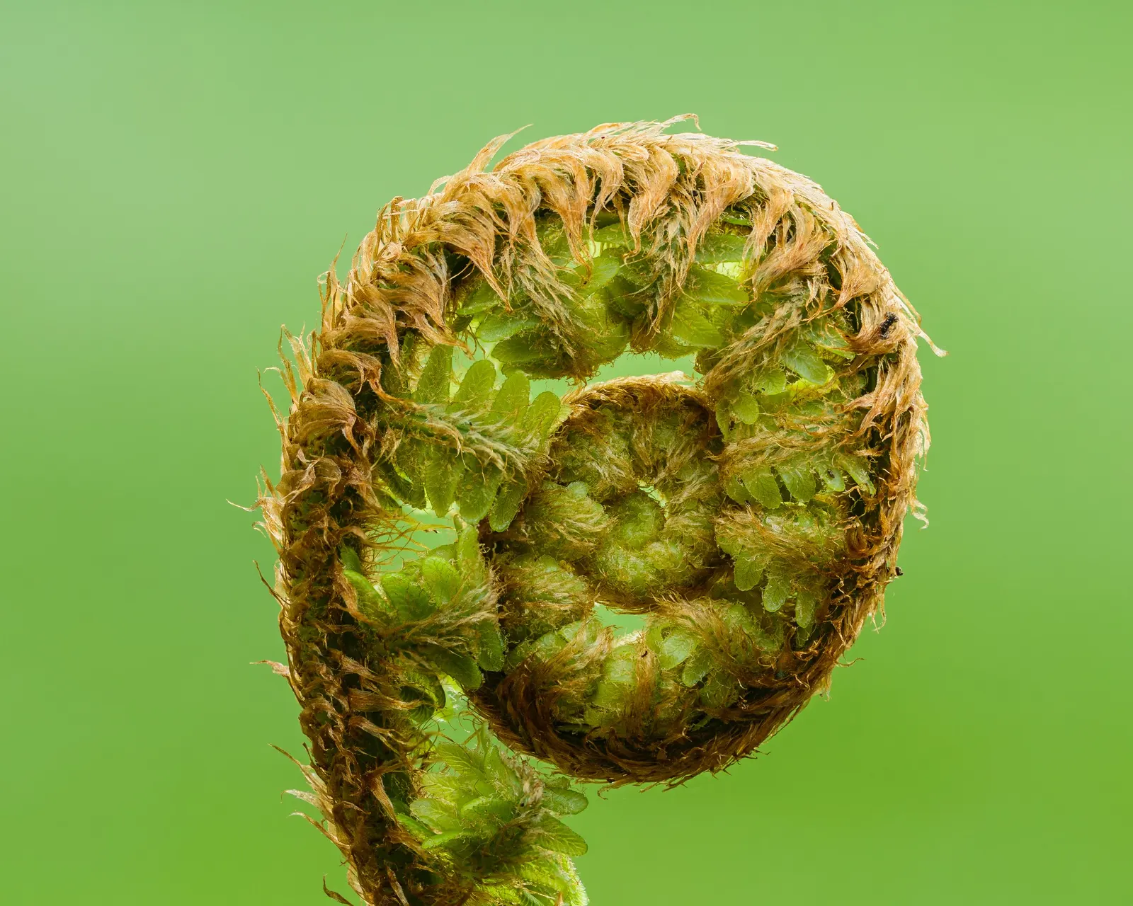 Macho Fern (Nephrolepis Biserrata) — tropical greenery stretching up to 4 feet long and 6 inches wide; its impressive size makes it perfect for, image 116