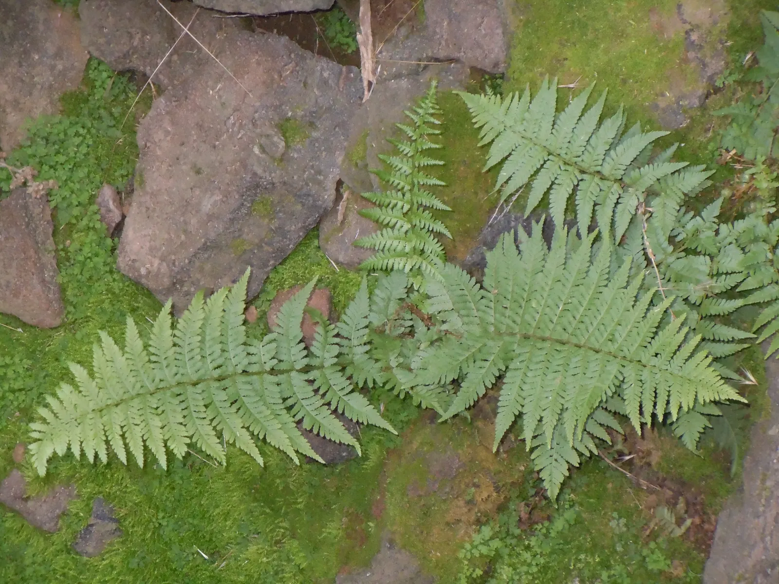 Macho Fern (Nephrolepis Biserrata) — arching fronds which can grow to an impressive size; they can also serve well in sizeable containers, image 79