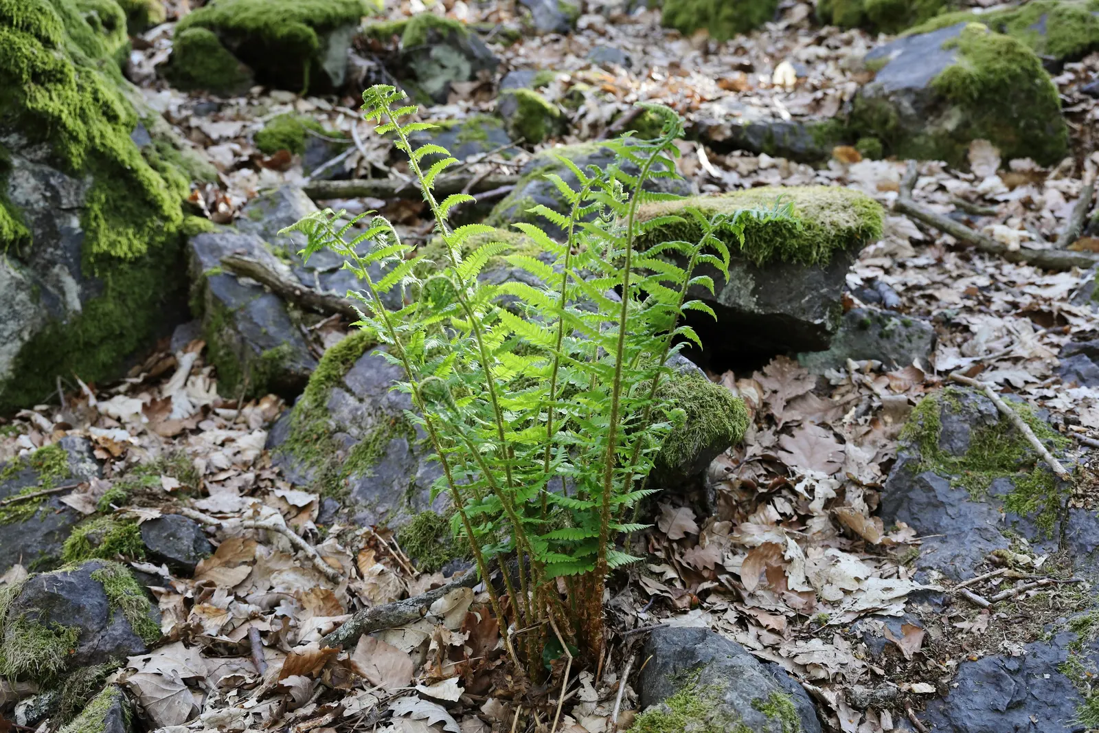 Macho Fern (Nephrolepis Biserrata) — with individual fronds commonly reaching 3 to 4 feet in length