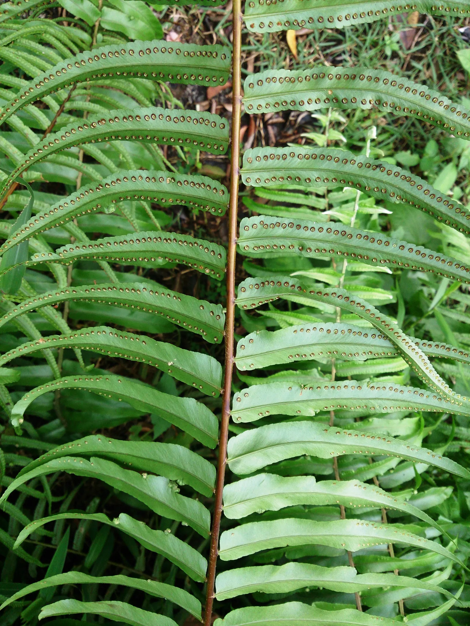 Macho Fern (Nephrolepis Biserrata) — dynamic addition to their garden that offers both visual impact and a serene; they can even extend up to an, image 114