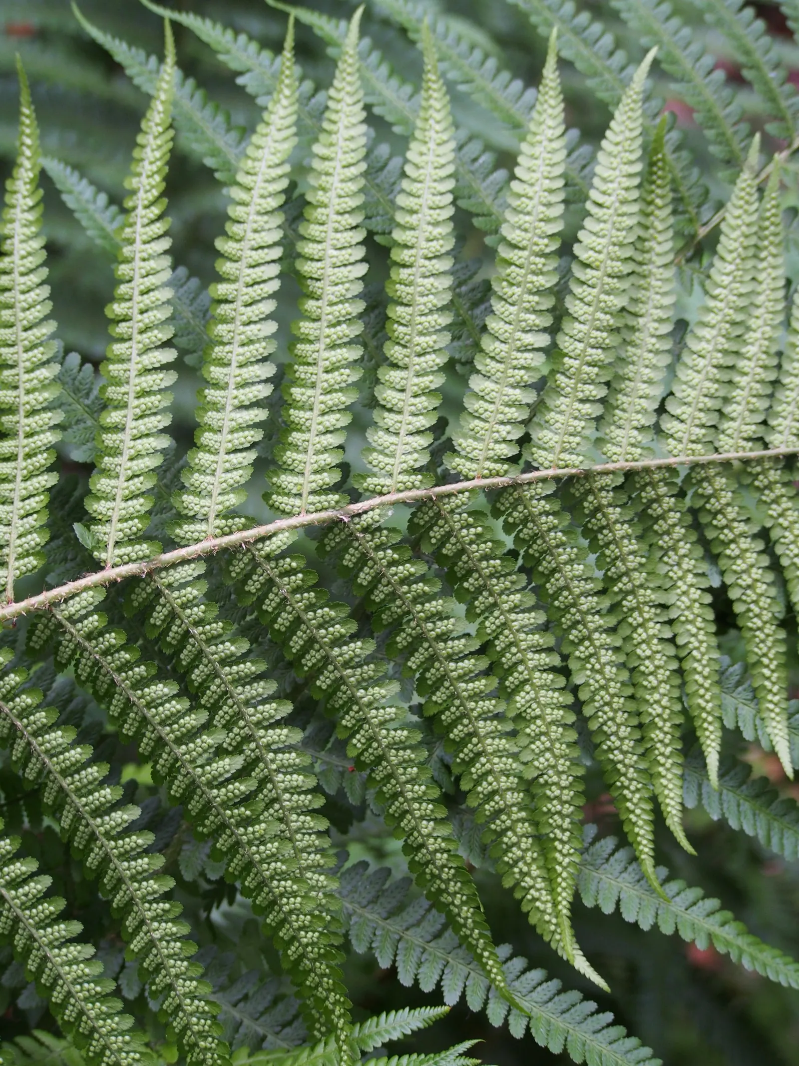 Macho Fern (Nephrolepis Biserrata) — offering a low-maintenance