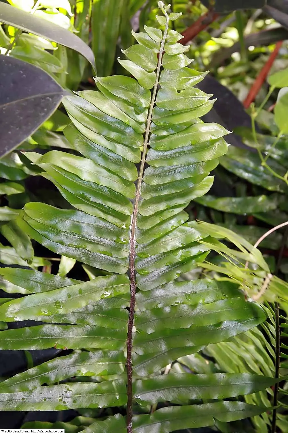 Macho Fern (Nephrolepis Biserrata) — This robust fern is distinguished by its long; recognized for its vigorous growth habit and impressive shade, image 101