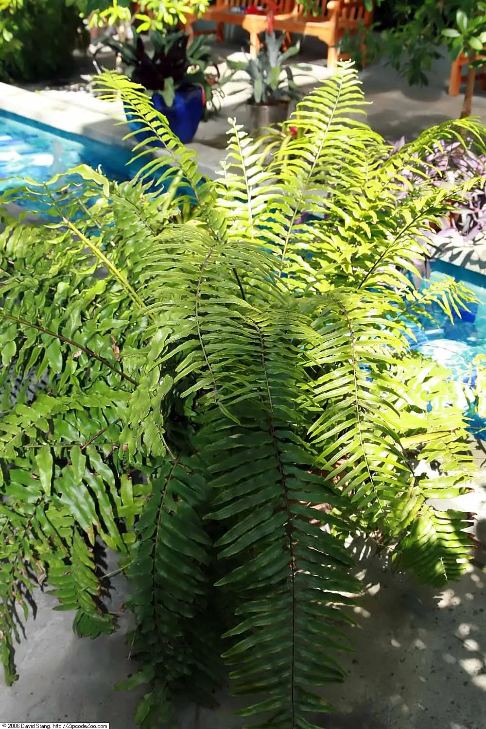Macho Fern (Nephrolepis Biserrata) — Due to their spreading nature, give them ample room to grow; dynamic addition to their garden that offers both, image 112