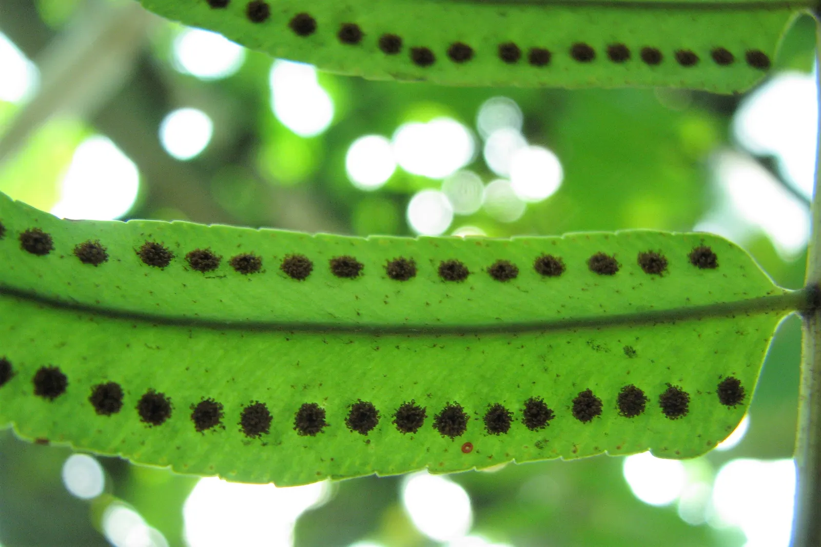Macho Fern (Nephrolepis Biserrata) — tropical perennial that emanates a bold and verdant presence in any landscape design; scientifically termed, image 54