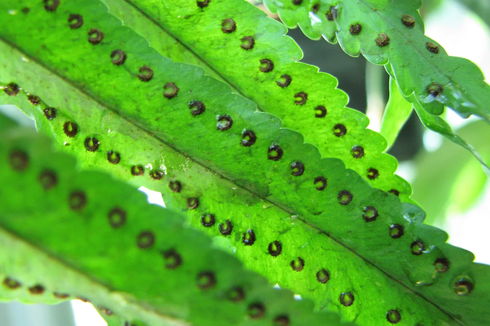 Macho Fern (Nephrolepis Biserrata) — Recognized for its vigorous growth habit and impressive shade tolerance; this hardy fern thrives in, image 83
