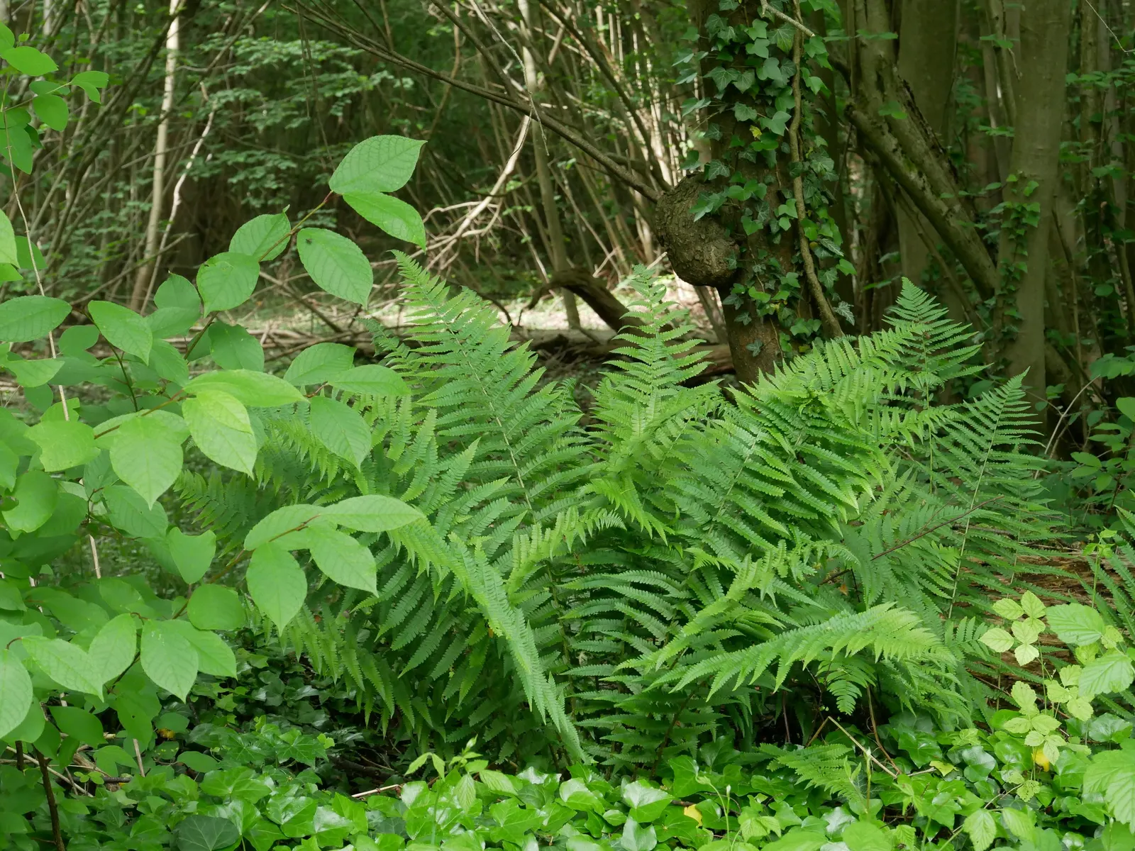 Macho Fern (Nephrolepis Biserrata) — they can even extend up to an astounding 6 feet; to ensure the soil remains evenly moist but not waterlogged, image 59