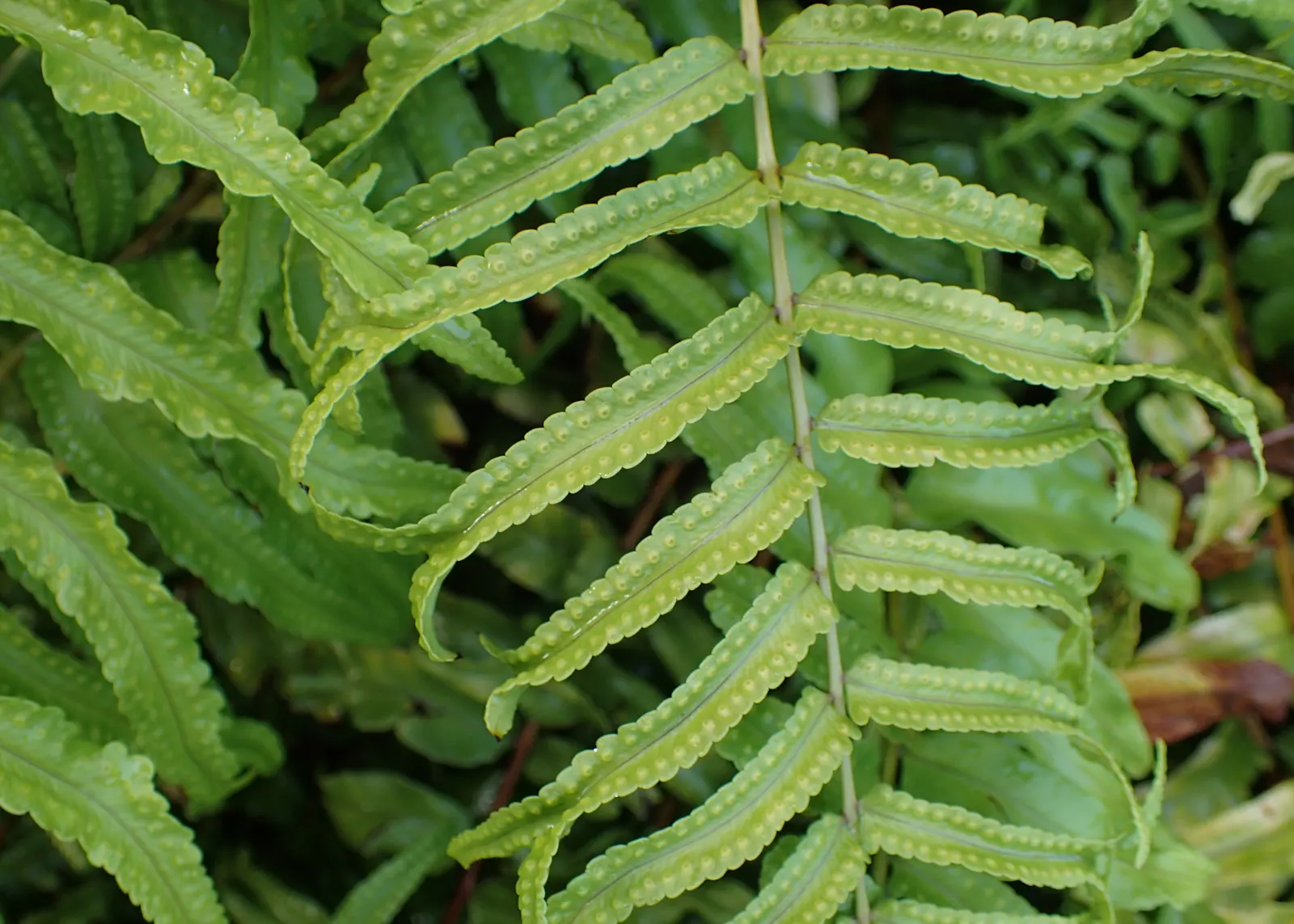 Macho Fern (Nephrolepis Biserrata) — It's important to establish a regular watering schedule; tropical greenery stretching up to 4 feet long and 6, image 109