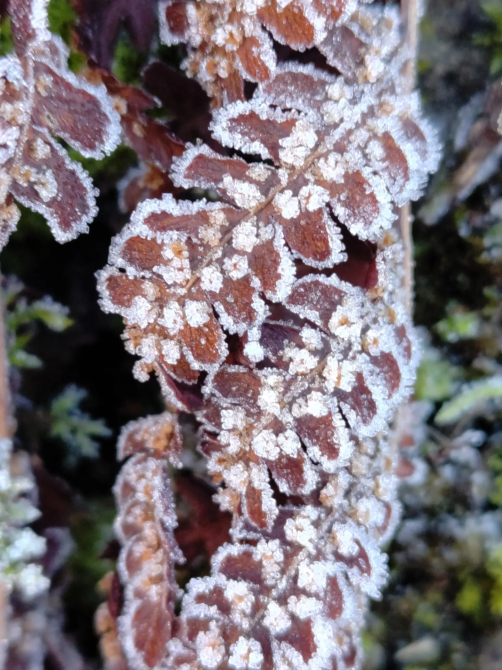 Macho Fern (Nephrolepis Biserrata) — and under optimal conditions