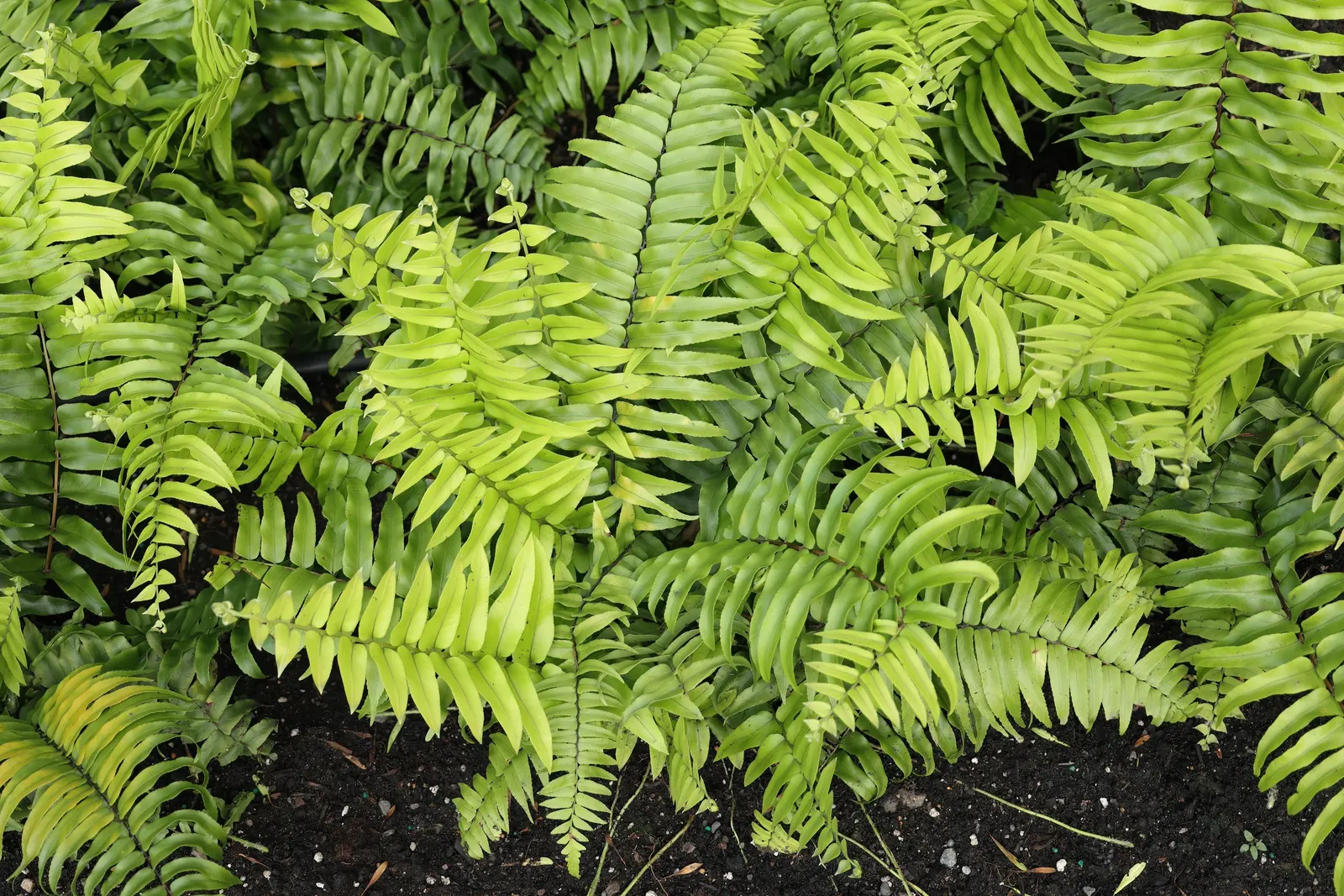 Macho Fern (Nephrolepis Biserrata) — the Macho Fern prospers in rich