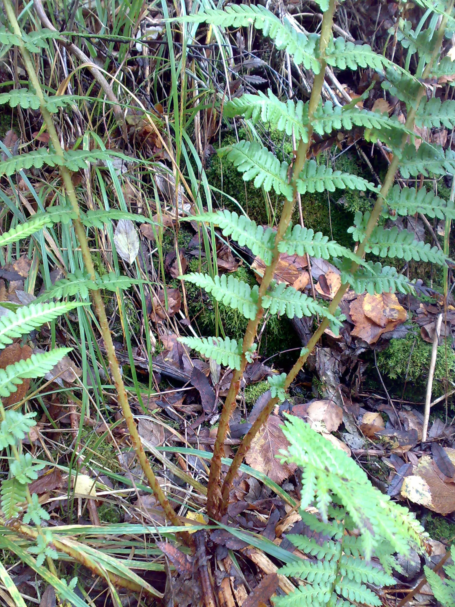 Macho Fern (Nephrolepis Biserrata) — to ensure the soil remains evenly moist but not waterlogged; the Macho Fern prospers in rich, image 88
