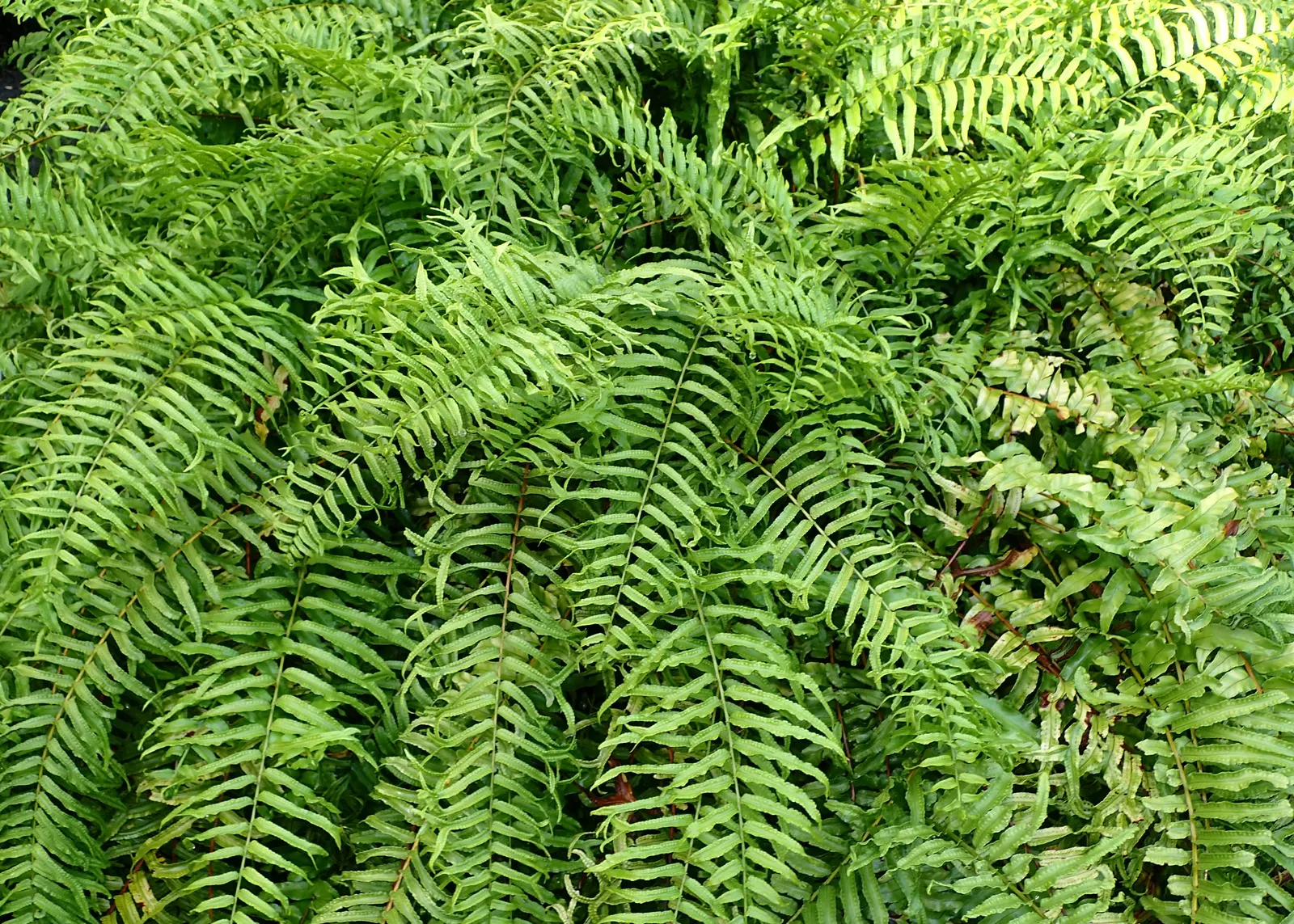 Macho Fern (Nephrolepis Biserrata) — particularly during the warmer months