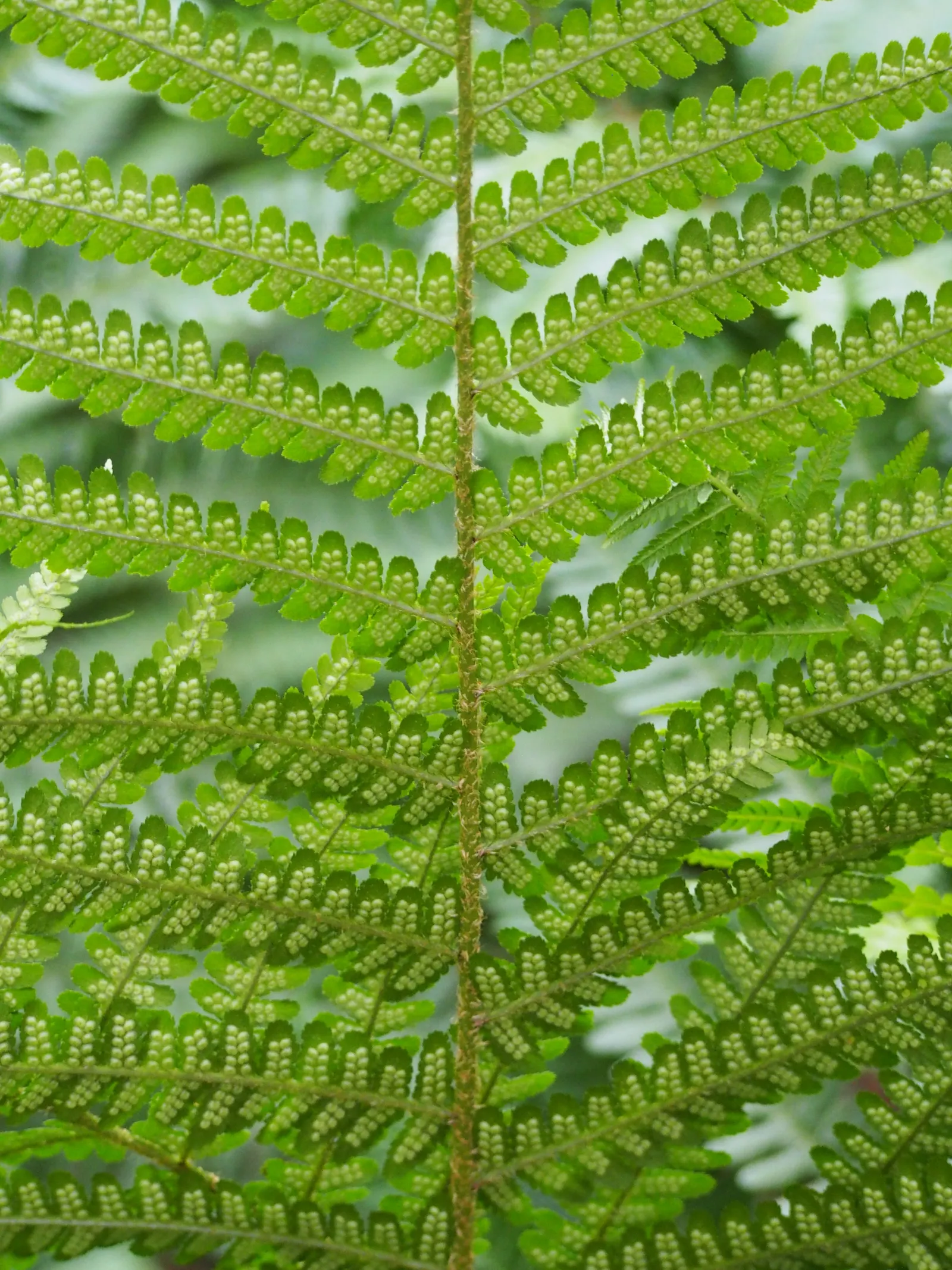 Macho Fern (Nephrolepis Biserrata) — tropical perennial that emanates a bold and verdant presence in any landscape design; scientifically termed, image 77