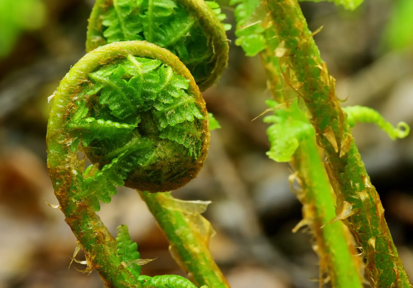 Macho Fern (Nephrolepis Biserrata) — It's important to establish a regular watering schedule