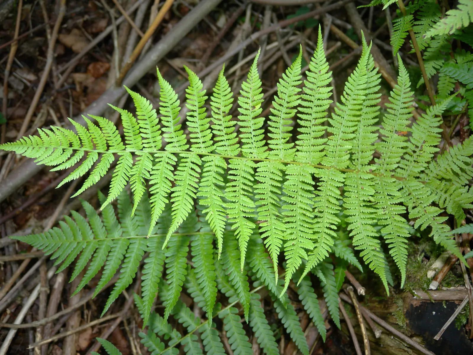 Macho Fern (Nephrolepis Biserrata) — evergreen selection for both designers and homeowners seeking verdant