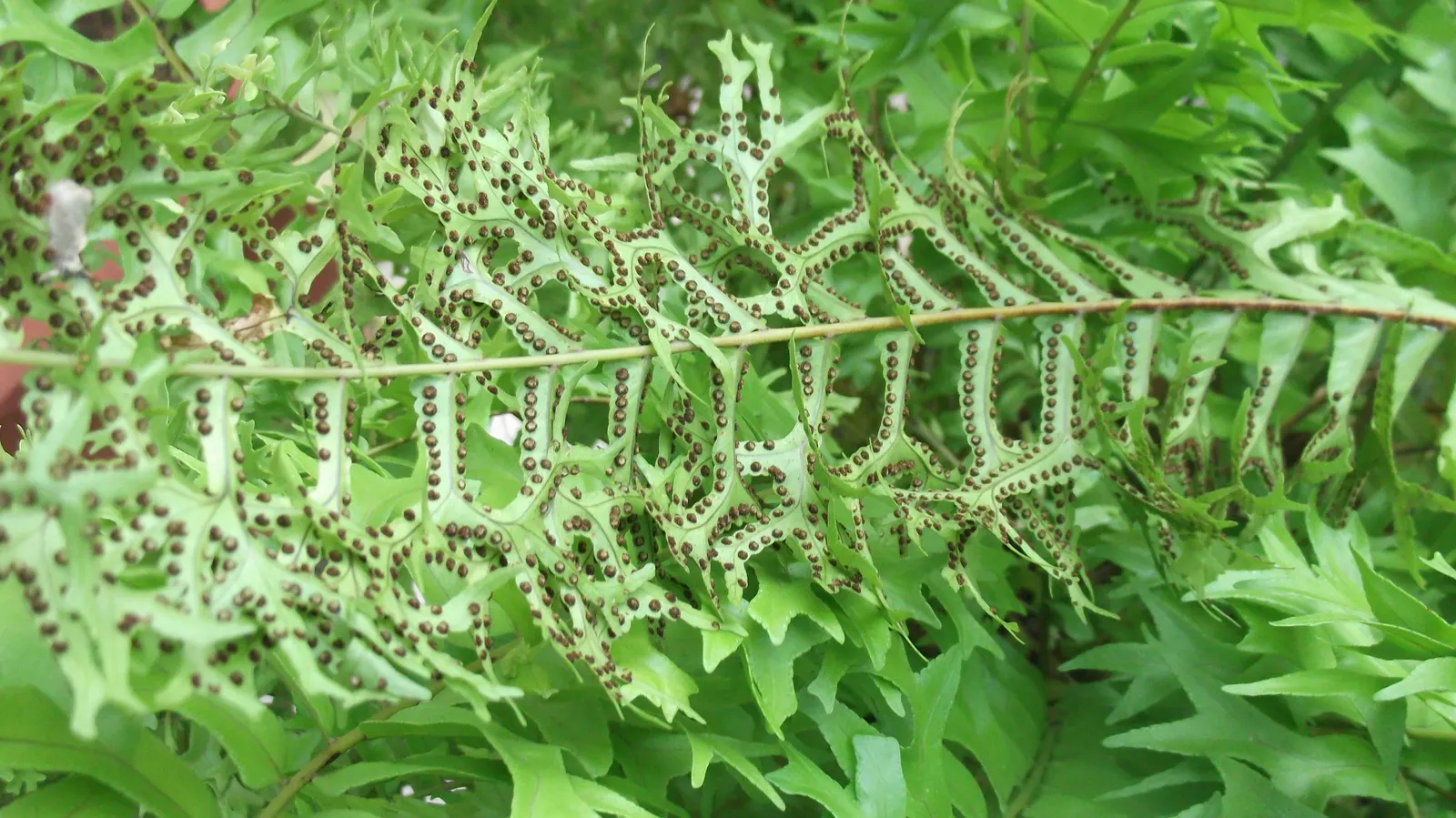 Macho Fern (Nephrolepis Biserrata) — tropical perennial that emanates a bold and verdant presence in any landscape design; scientifically termed Nephrolepis