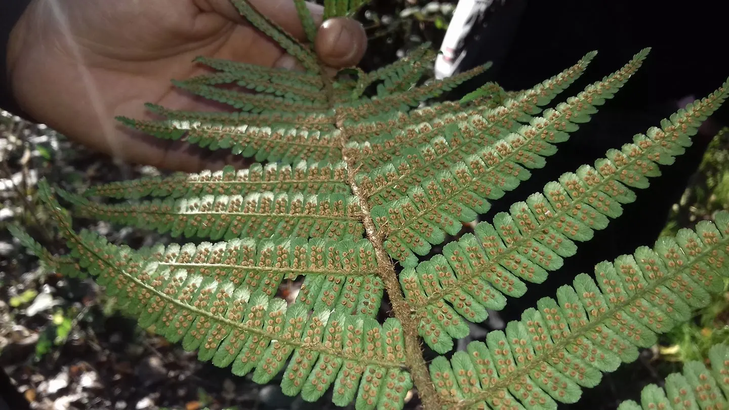 Macho Fern (Nephrolepis Biserrata) — It's important to establish a regular watering schedule; tropical greenery stretching up to 4 feet long and 6 inches wide