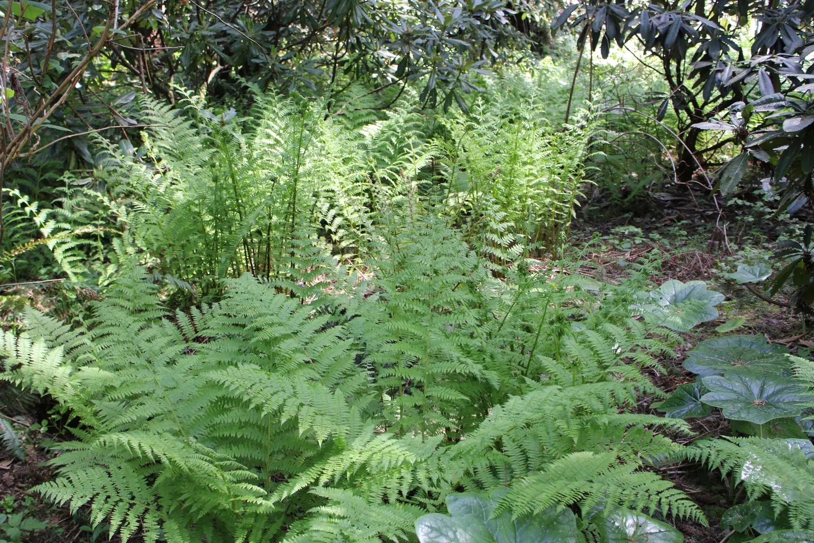 Macho Fern (Nephrolepis Biserrata) — It's important to establish a regular watering schedule; tropical greenery stretching up to 4 feet long and 6, image 63
