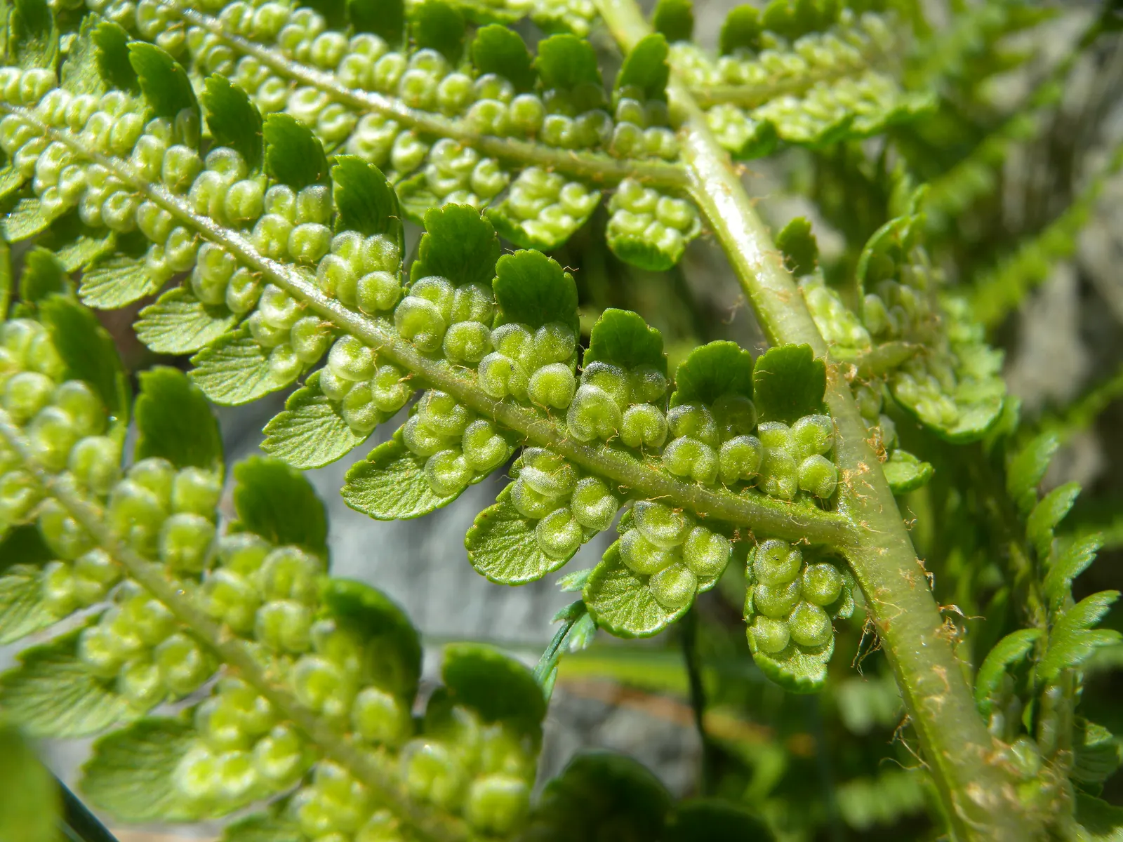 Macho Fern (Nephrolepis Biserrata) — They can also serve well in sizeable containers; evergreen selection for both designers and homeowners seeking, image 113