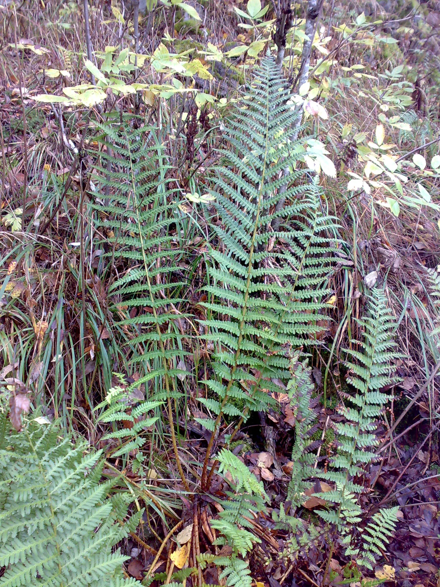 Macho Fern (Nephrolepis Biserrata) — particularly during the warmer months; tropical perennial that emanates a bold and verdant presence in any, image 110