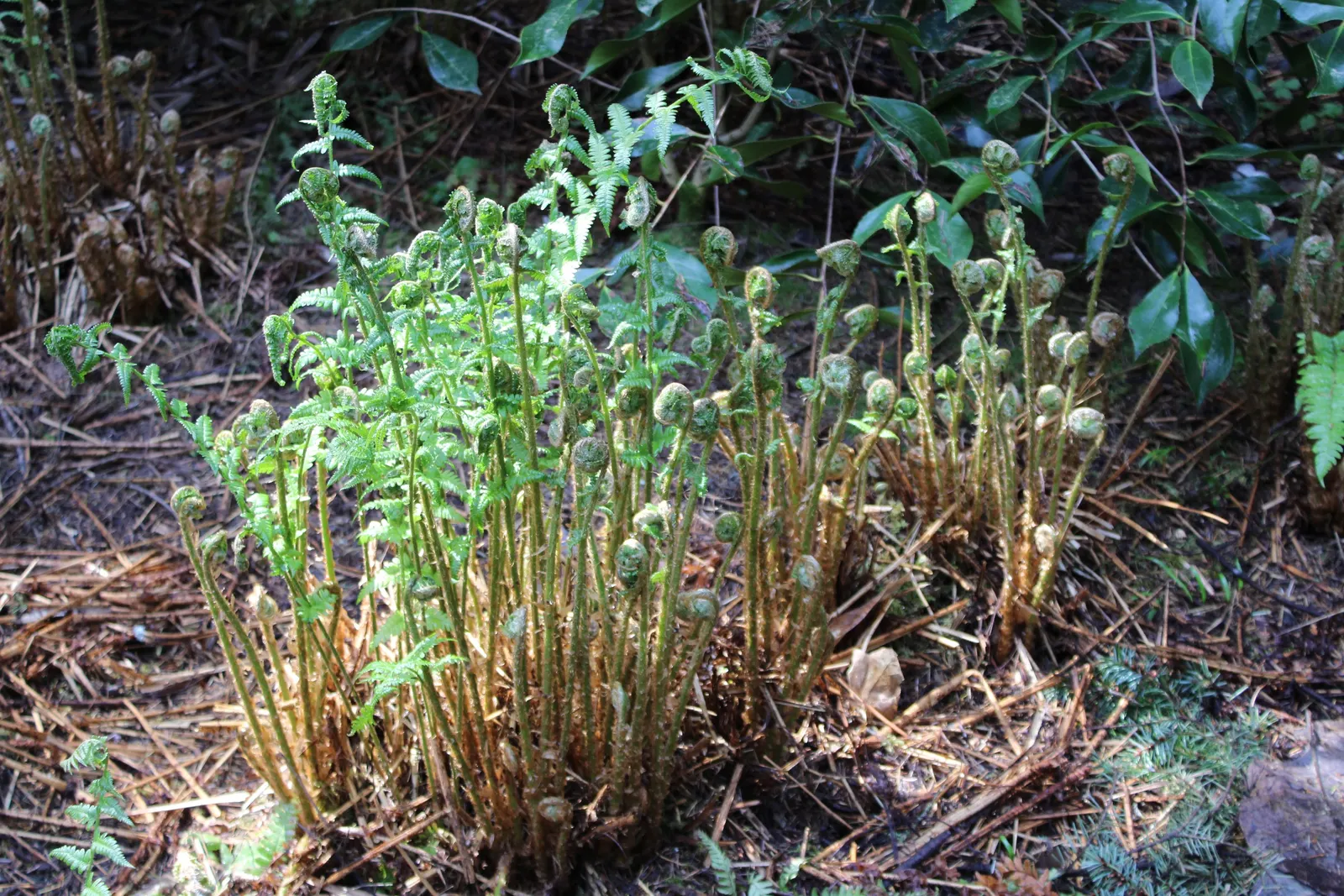 Macho Fern (Nephrolepis Biserrata) — with individual fronds commonly reaching 3 to 4 feet in length; offering a low-maintenance, image 57