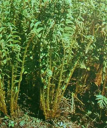 Macho Fern (Nephrolepis Biserrata) — scientifically termed Nephrolepis biserrata