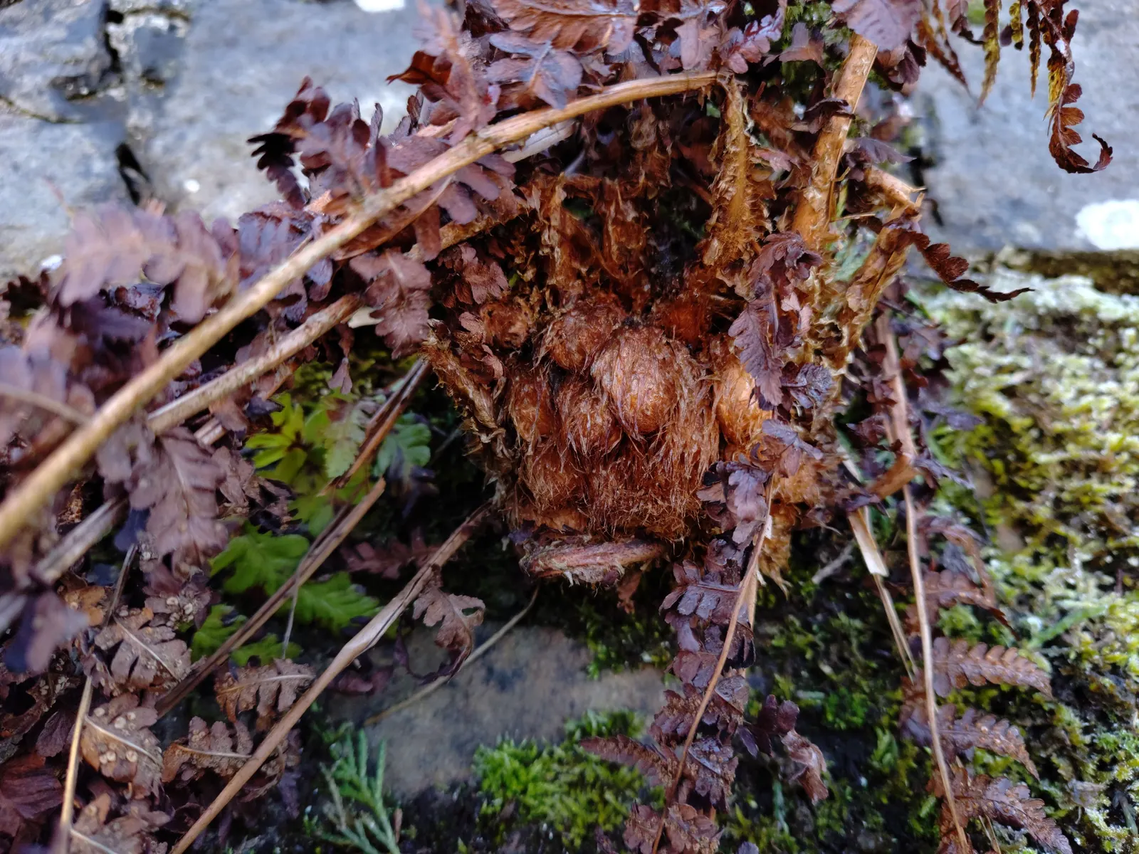 Macho Fern (Nephrolepis Biserrata) — with individual fronds commonly reaching 3 to 4 feet in length; offering a low-maintenance, image 103
