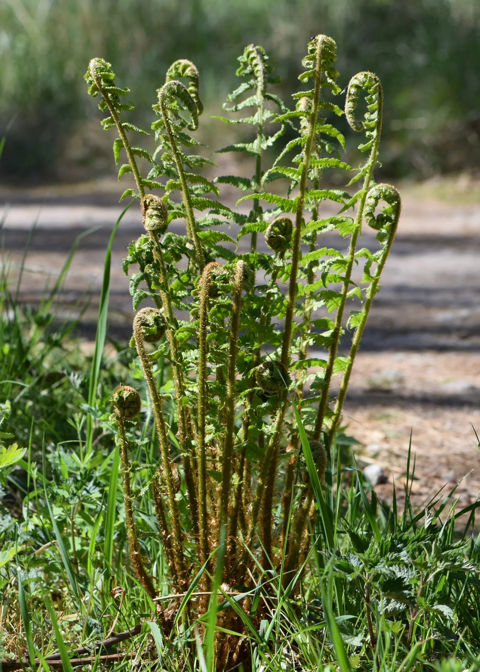 Macho Fern (Nephrolepis Biserrata) — evergreen selection for both designers and homeowners seeking verdant; well-draining soil with consistent moisture