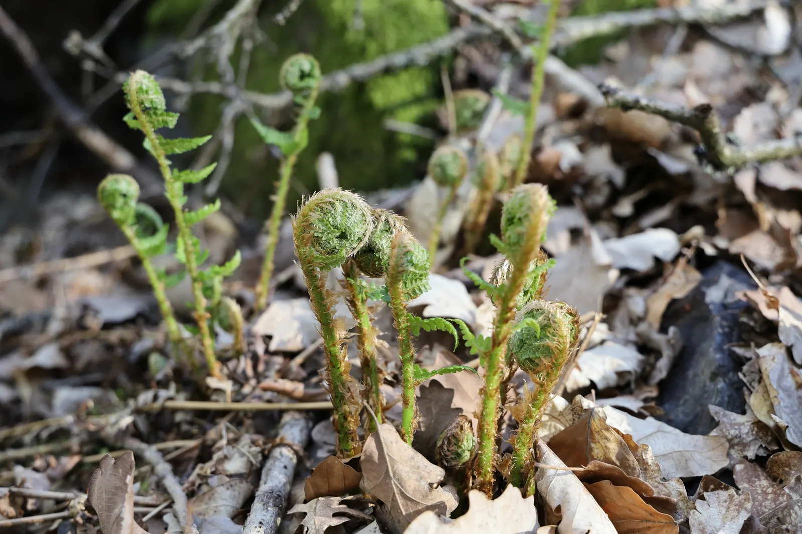 Macho Fern (Nephrolepis Biserrata) — Due to their spreading nature, give them ample room to grow