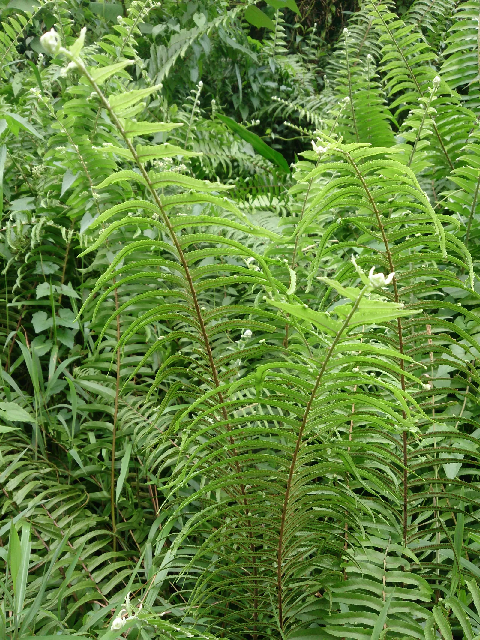 Macho Fern (Nephrolepis Biserrata) — tropical perennial that emanates a bold and verdant presence in any landscape design