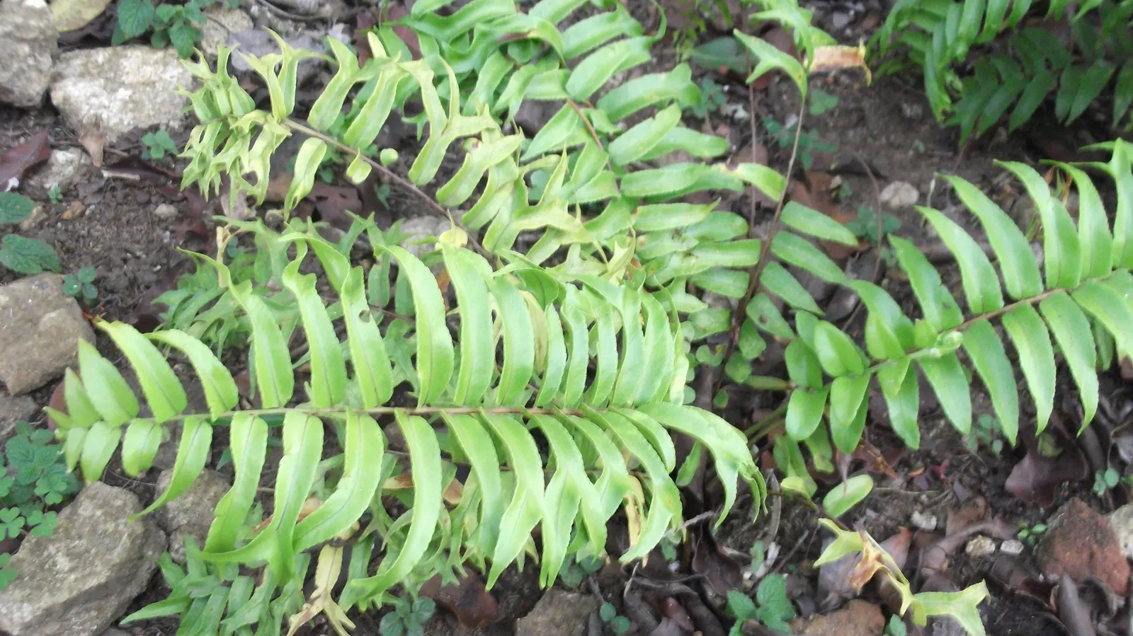 Macho Fern (Nephrolepis Biserrata) — fern for half or shade; due to their spreading nature, give them ample room to grow, image 69